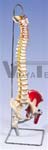 Deluxe Flexible Spine with femur heads and painted muscles